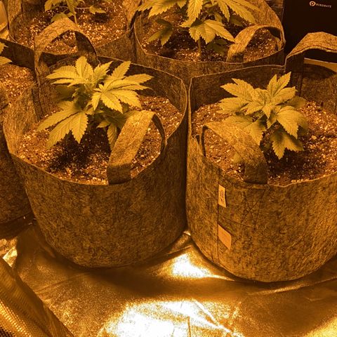 5 divas  growlog timeline photo