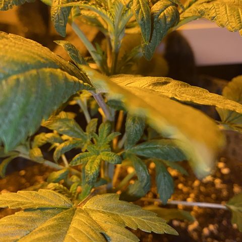 5 divas  growlog timeline photo