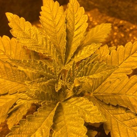 5 divas  growlog timeline photo