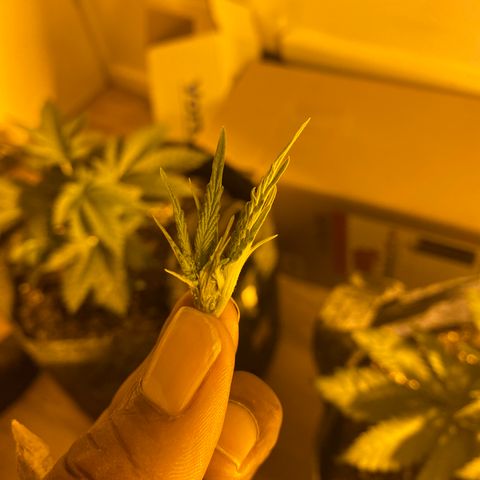 5 divas  growlog timeline photo