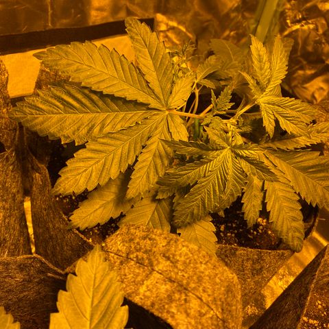 5 divas  growlog timeline photo