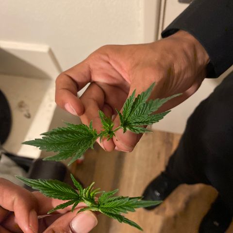 5 divas  growlog timeline photo