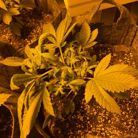 5 divas  growlog timeline photo
