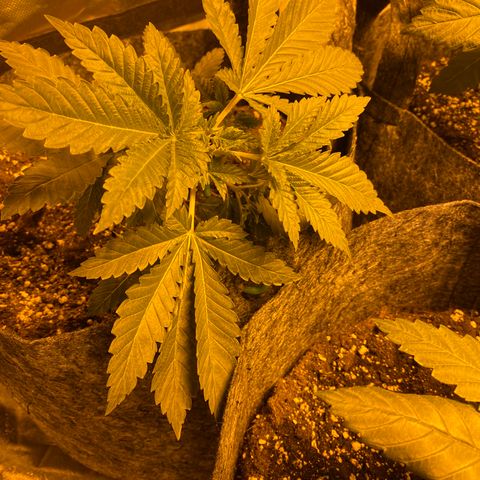 5 divas  growlog timeline photo