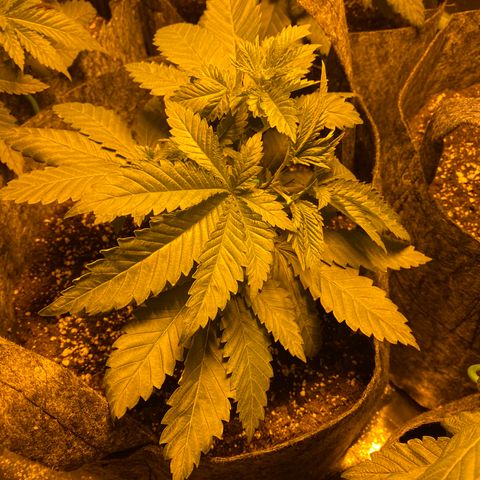5 divas  growlog timeline photo