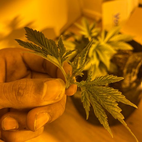 5 divas  growlog timeline photo