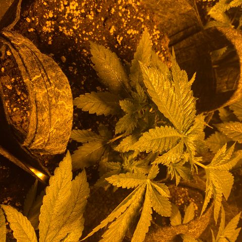 5 divas  growlog photo: 1 day after LST and TOPPING