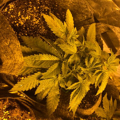 5 divas  growlog photo: 1 day after LST and TOPPING
