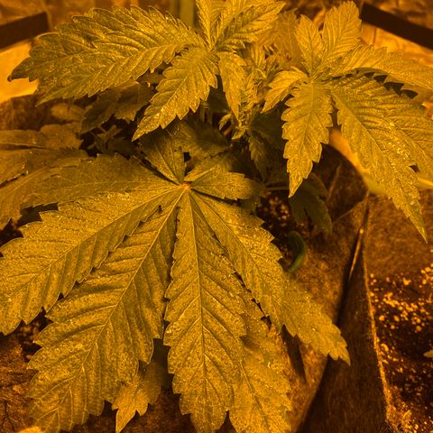 5 divas  growlog photo: 1 day after LST and TOPPING