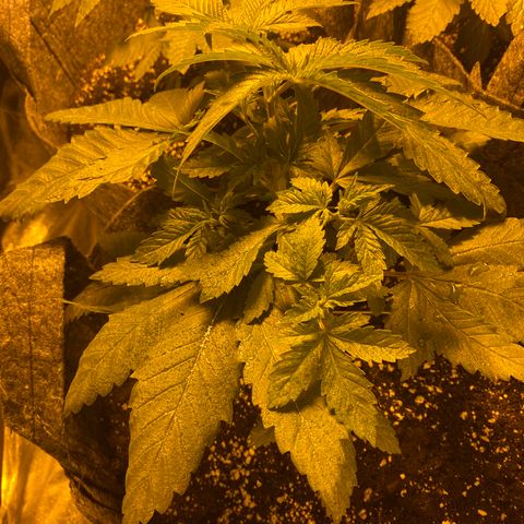 5 divas  growlog photo: 1 day after LST and TOPPING