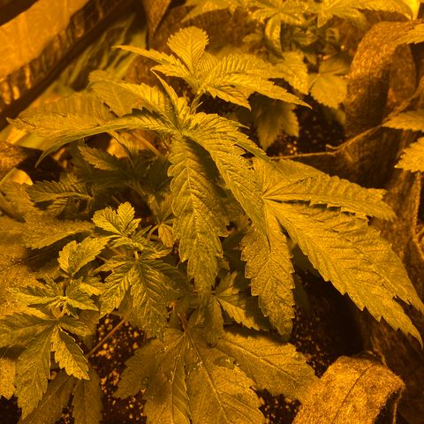 5 divas  growlog photo: 1 day after LST and TOPPING