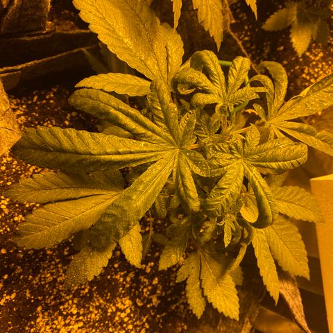 5 divas  growlog photo: 1 day after LST and TOPPING