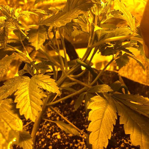 5 divas  growlog photo: 1 day after LST and TOPPING