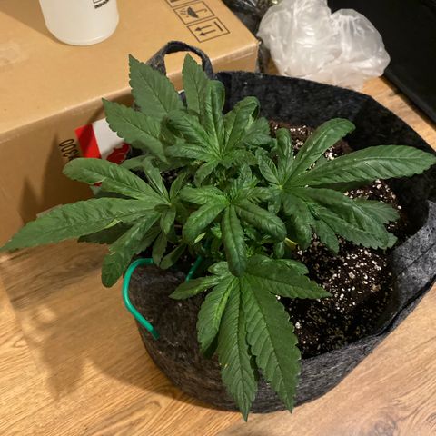 5 divas  growlog timeline photo