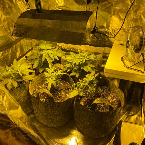5 divas  growlog timeline photo