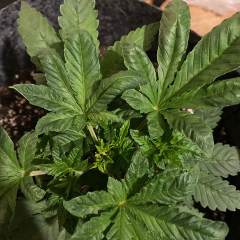5 divas  growlog timeline photo