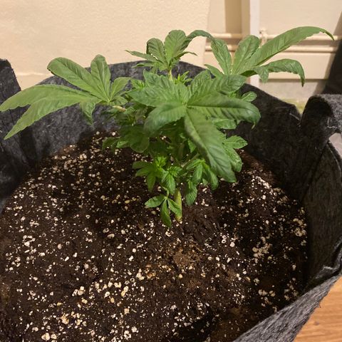 5 divas  growlog timeline photo