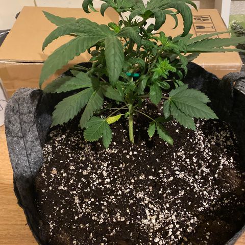 5 divas  growlog timeline photo