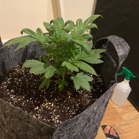 5 divas  growlog timeline photo