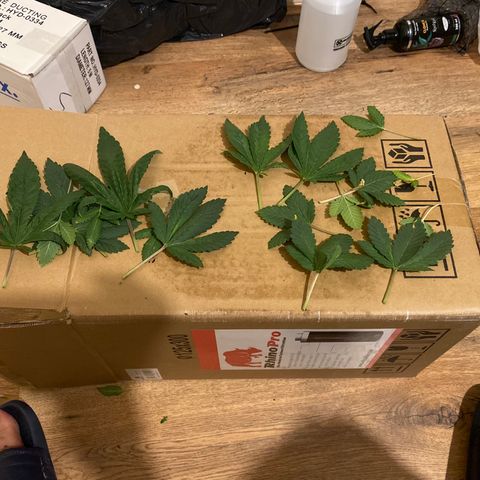 5 divas  growlog timeline photo