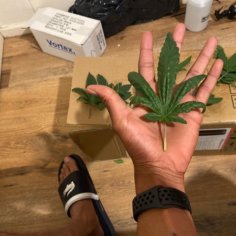 5 divas  growlog timeline photo
