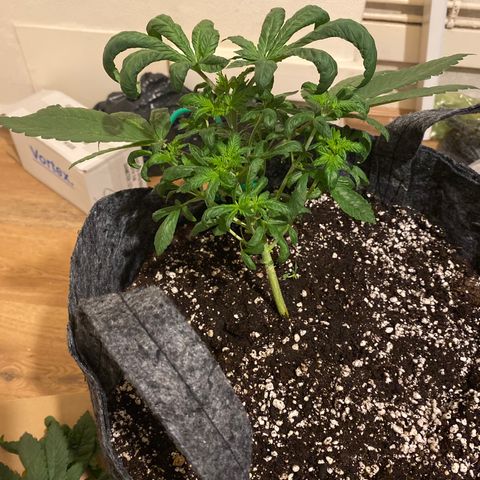 5 divas  growlog timeline photo