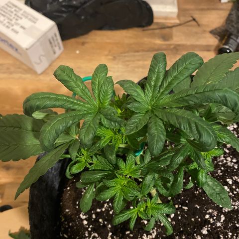 5 divas  growlog timeline photo