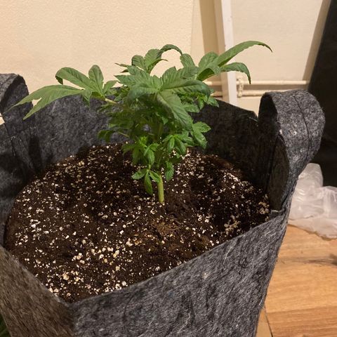 5 divas  growlog timeline photo