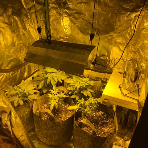 5 divas  growlog timeline photo