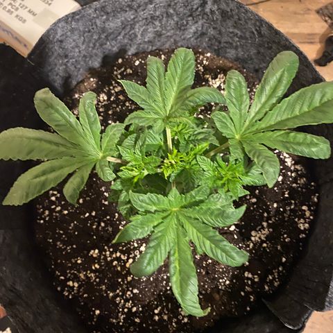 5 divas  growlog timeline photo