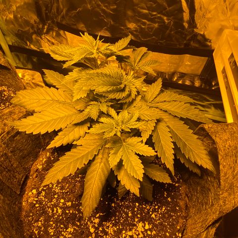 5 divas  growlog timeline photo