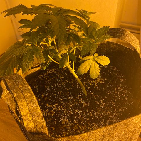 5 divas  growlog timeline photo