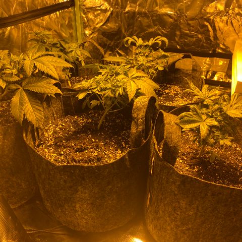 5 divas  growlog timeline photo