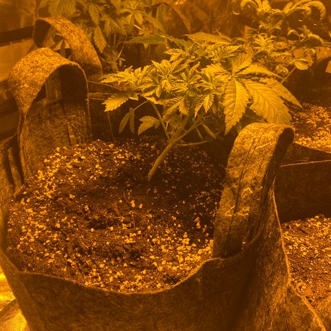 5 divas  growlog timeline photo