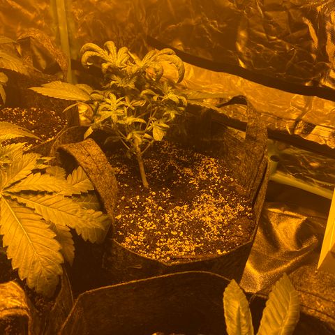 5 divas  growlog timeline photo