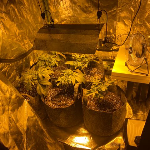 5 divas  growlog timeline photo