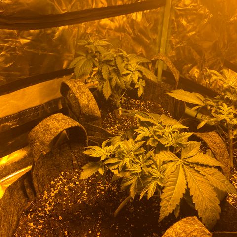 5 divas  growlog timeline photo