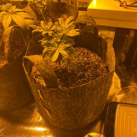5 divas  growlog timeline photo