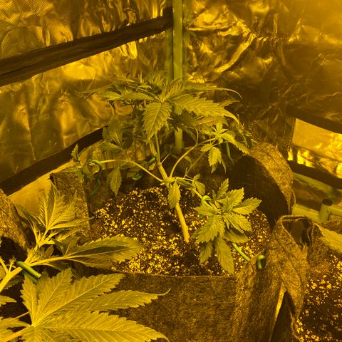 5 divas  growlog timeline photo