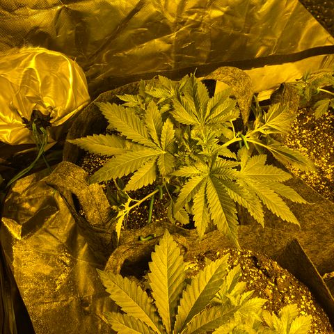 5 divas  growlog timeline photo