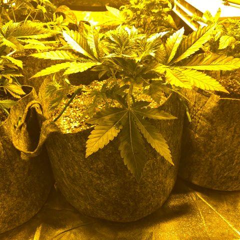 5 divas  growlog timeline photo