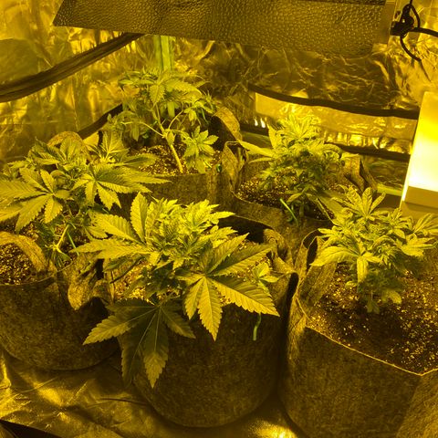 5 divas  growlog timeline photo