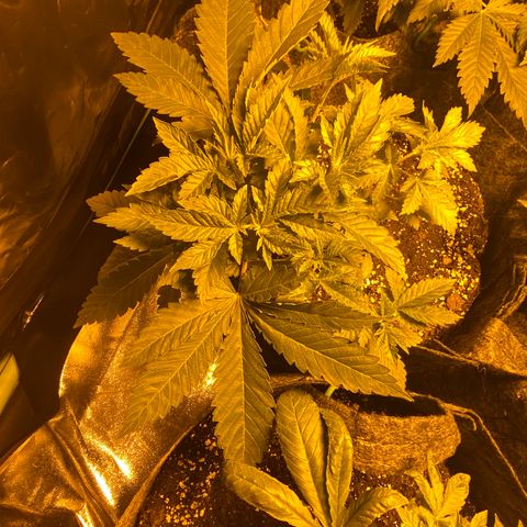 5 divas  growlog timeline photo
