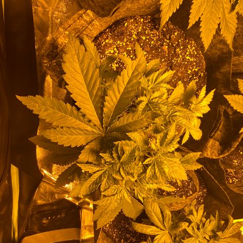 5 divas  growlog timeline photo