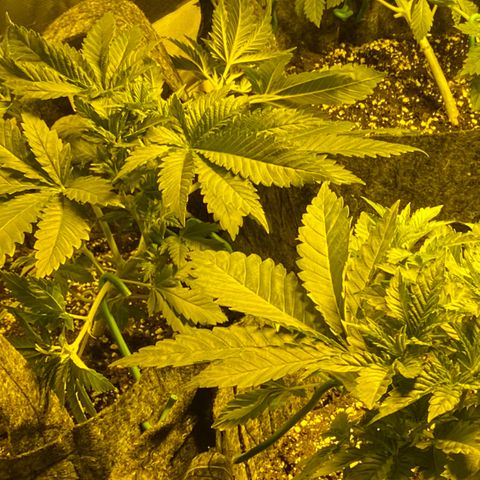 5 divas  growlog timeline photo