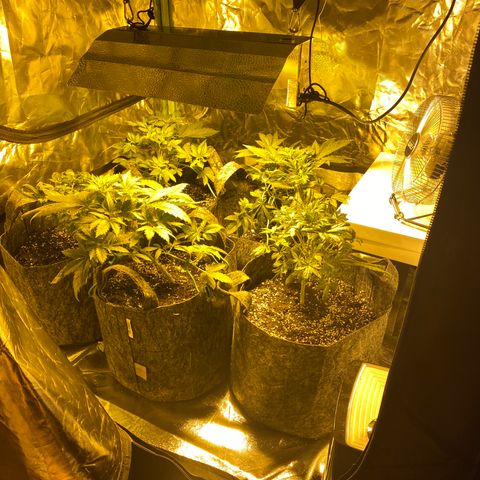 5 divas  growlog timeline photo