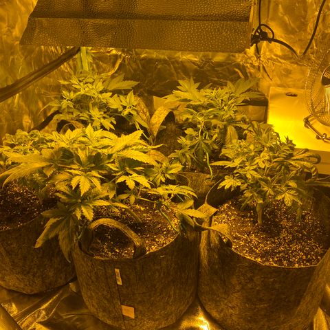 5 divas  growlog timeline photo