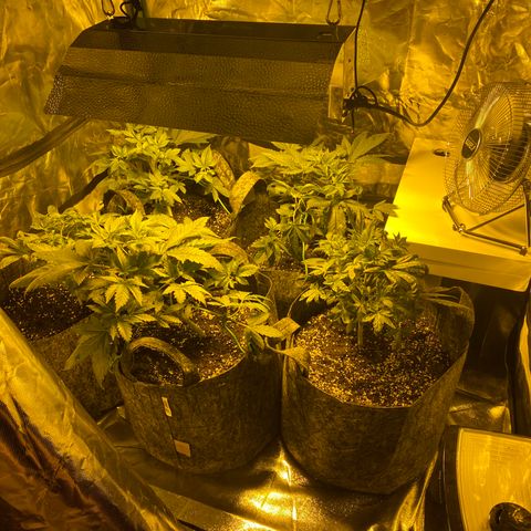 5 divas  growlog timeline photo