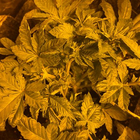 5 divas  growlog timeline photo