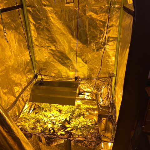 5 divas  growlog timeline photo
